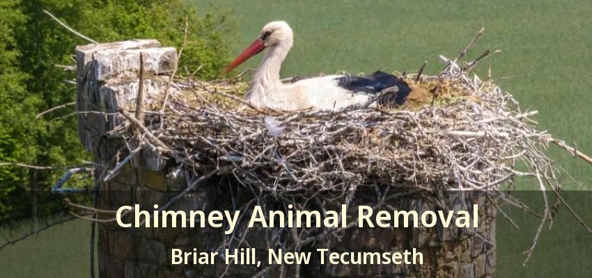 Chimney Animal Removal Briar Hill, New Tecumseth - ON