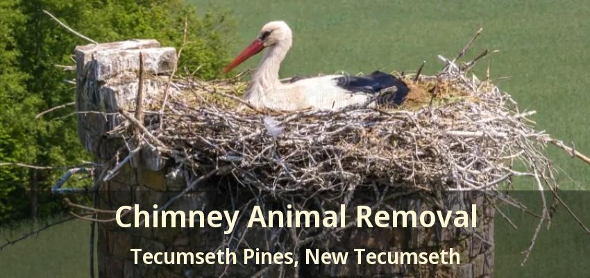 Chimney Animal Removal Tecumseth Pines, New Tecumseth - ON