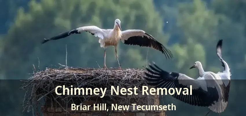 Chimney Nest Removal Briar Hill, New Tecumseth - ON