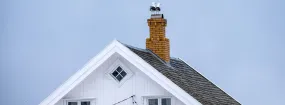 Chimney Nest Removal Briar Hill, New Tecumseth